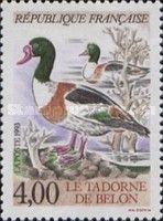 Shelduck (Tadorna tadorna)