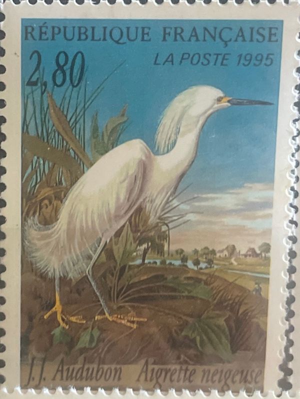 Snowy Egret (Egretta thula)