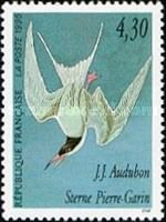 Common Tern (Sterna hirundo)