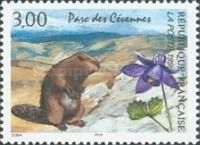 Cévennes National Park: Alpine Marmot (Marmota marmota)