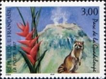 Guadeloupe National Park: Guadeloupe Raccoon (Procyon lotor 