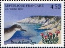 Port-Cros National Park: Yelkouan Shearwater (Puffinus yelko