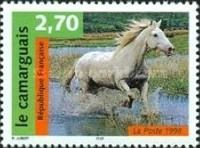 Camargue Horse (Equus ferus caballus)
