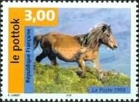 Pottok Horse (Equus ferus caballus)