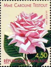 Rose 'Mme Caroline Testout