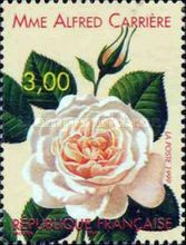Rose 'Mme Alfred Carriere