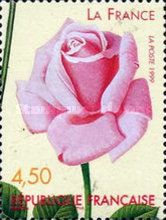 Rose 'La France' 1867
