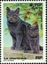 Carthusian Cat (Felis silvestris catus)