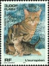 European Domestic Cat (Felis silvestris catus)