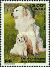 Great Pyrenees Dog (Canis lupus familiaris)