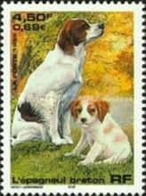 Epagneul Breton (Canis lupus familiaris)