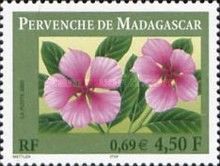 Madagascar periwinkle (Catharanthus roseus)