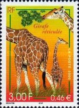 Reticulated Giraffe (Giraffa camelopardalis reticulata)