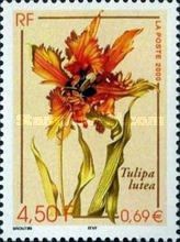 Tulipa Lutea