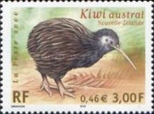 North Island Brown Kiwi (Apteryx australis mantelli) 