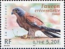 Lesser Kestrel (Falco naumanni)
