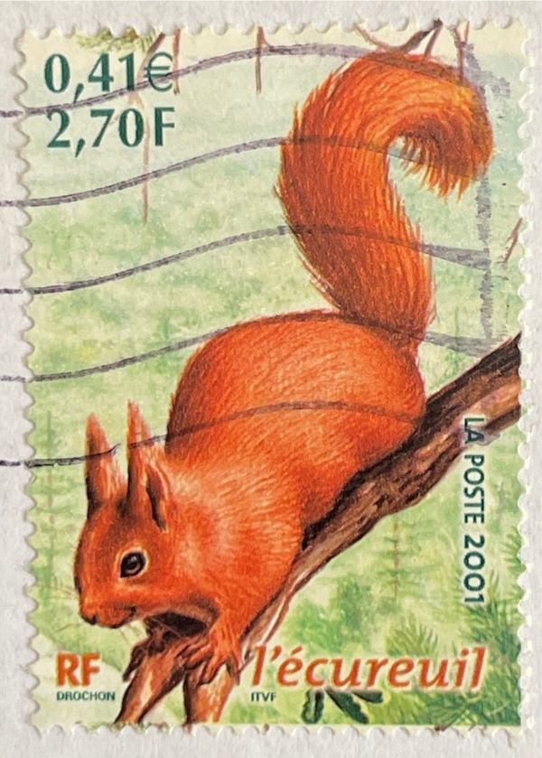 Eurasian Red Squirrel (Sciurus vulgaris)