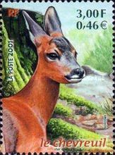 Western Roe Deer (Capreolus capreolus)