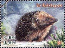 West European Hedgehog (Erinaceus europaeus)