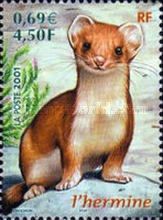 Stoat (Mustela erminea)