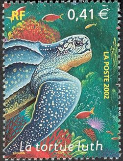 Leatherback Sea Turtle (Dermochelys coriacea)