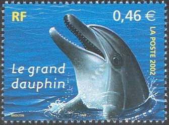 Common Bottlenose Dolphin (Tursiops truncatus)