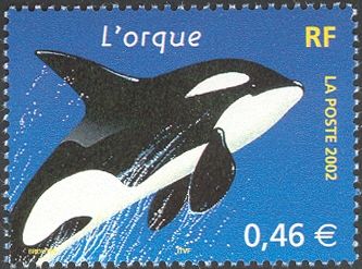 Killer Whale (Orcinus orca)