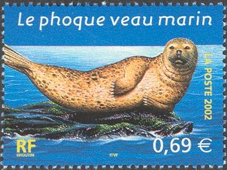 Harbour Seal (Phoca vitulina)