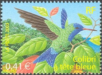 Blue-headed Hummingbird (Riccordia bicolor)