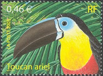 Channel-billed Toucan (Ramphastos vitellinus)