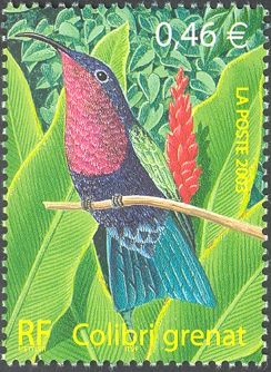 Purple-throated Carib (Eulampis jugularis)