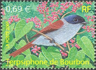Mascarene Paradise Flycatcher (Terpsiphone bourbonnensis)