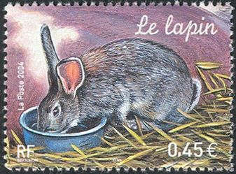 Domestic Rabbit (Oryctolagus cuniculus domesticus)