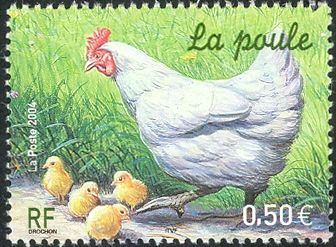Chicken (Gallus gallus domesticus)
