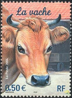 Domestic Cow (Bos primigenius taurus)
