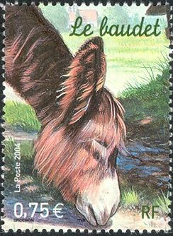 Poitou Donkey (Equus asinus asinus)
