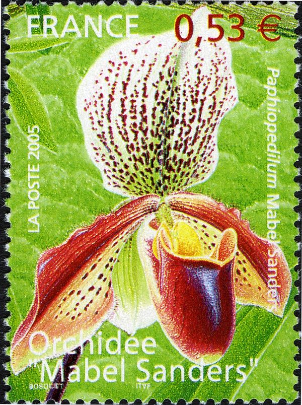 Paphiopedilum 'Mabel Sanders'