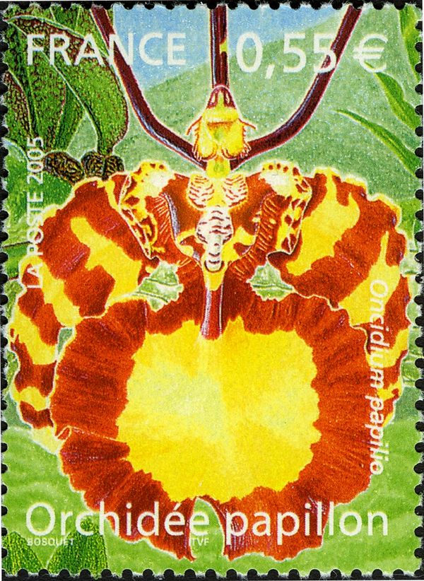 Butterfly Orchid (Oncidium papilio)