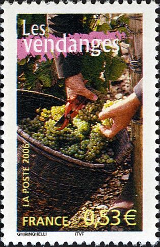 Grape Harvest