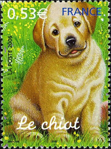 Puppy (Canis lupus familiaris)