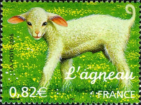 Lamb (Ovis ammon aries)