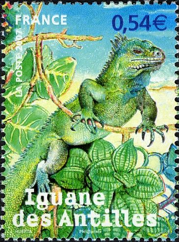 Lesser Antillean Iguana (Iguana delicatissima)