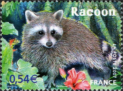 Racoon (Procyon lotor)