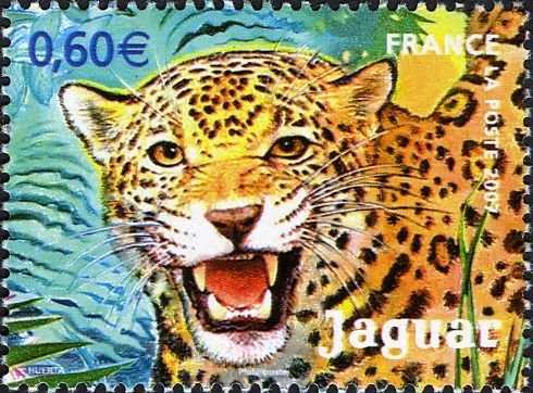 Jaguar (Panthera onca)