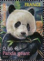 Giant Panda (Ailuropoda melanoleuca)