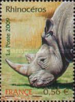 White Rhinoceros (Ceratotherium simum)