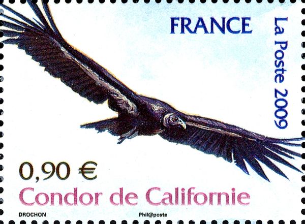 Californian Condor (Gymnogyps californianus)