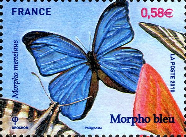Menelaus Blue Morpho (Morpho menelaus)