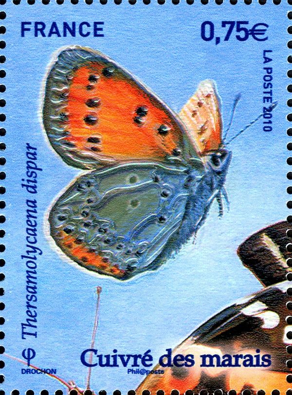 Large Copper (Lycaena dispar)