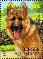 German Shepherd (Canis lupus familiaris)